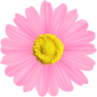 Flower Pink Decorative Transparent PNG Image
