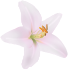 Flower Pink Lilium PNG Clipart