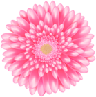 Flower Pink Transparent Clip Art Image