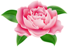 Flower Pink Transparent Image
