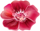 Flower Red PNG Clipart