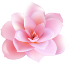Flower Transparent PNG Image