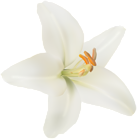 Flower White Lilium PNG Clipart