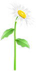 Flower White PNG Clipart