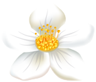 Flower White PNG Transparent Clip Art Image