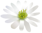Flower White Transparent PNG Clip Art Image