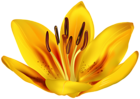 Flower Yellow PNG Transparent Clipart
