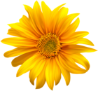 Flower Yellow Transparent Clip Art