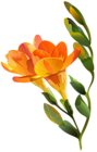 Freesia Flower Orange Transparent Image