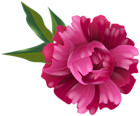 Fuchsia Peony Flower Transparent Image