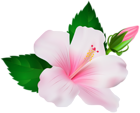 Hibiscus PNG Clip Art Image