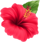 Hibiscus Red Flower PNG Clipart