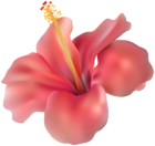 Hibiscus Transparent PNG Clip Art Image