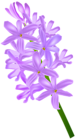Hyacinth Transparent Clip Art PNG Image