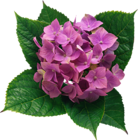 Hydrangea PNG Clipart Picture