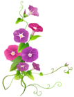 Ipomoea Flower Transparent PNG Clip Art Image