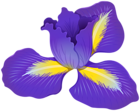Iris Flower PNG Clipart