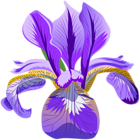 Iris Flower Purple PNG Clipart