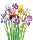 Irises PNG Clipart Image