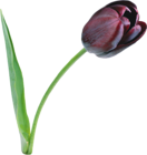 Large Black Tulip PNG Clipart