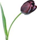 Large Black Tulip PNG Clipart | Gallery Yopriceville - High-Quality