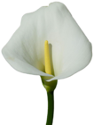 Large Calla Lily PNG Clipart