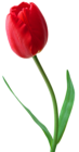 Large PNG Red Tulip Clipart