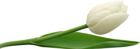 Large PNG White Tulip Clipart