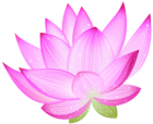 Large Pink Lotus PNG Clipart