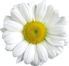 Large Transparent Daisy Clipart