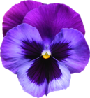 Large Transparent Purple Violet Flower PNG Clipart