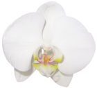 Large Transparent Vanilla Orchid Clipart