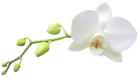 Large Transparent White Orchid Clipart