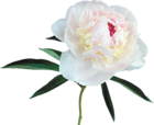 Large Transparent White Peony Clipart