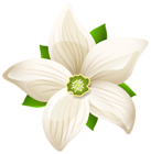 Large White Flower Transparent PNG Clip Art Image