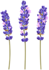 Lavender Flower PNG Clipart