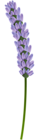 Lavender Transparent PNG Clip Art Image