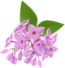Lilac Clipart Image