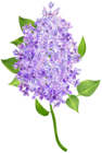 Lilac Flower Transparent Image
