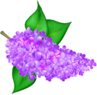Lilac Flower Transparent PNG Clip Art Image