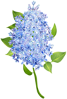 Lilac Flower Transparent PNG Image