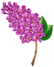 Lilac Transparent PNG Clip Art Image