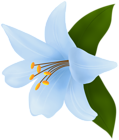 Lilium Blue PNG Clipart