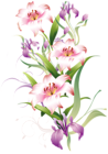 Lilium Decoration PNG Clipart Picture