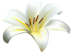 Lilium Flower Decorative Transparent Image