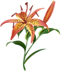 Lilium Flower PNG Clip Art Image