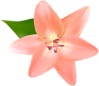 Lilium Flower PNG Clipart
