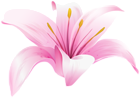 Lilium Flower Pink PNG Transparent Clipart