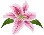 Lilium Flower Pink Transparent Clip Art