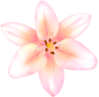Lilium Flower Pink Transparent Image
